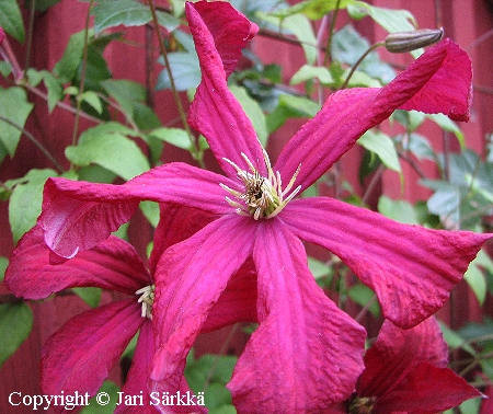 Tarhaviinik&auml;rh&ouml; - italiensk klematis - Clematis Viticella-ryhm&auml; 'Mme Julia Correvon'